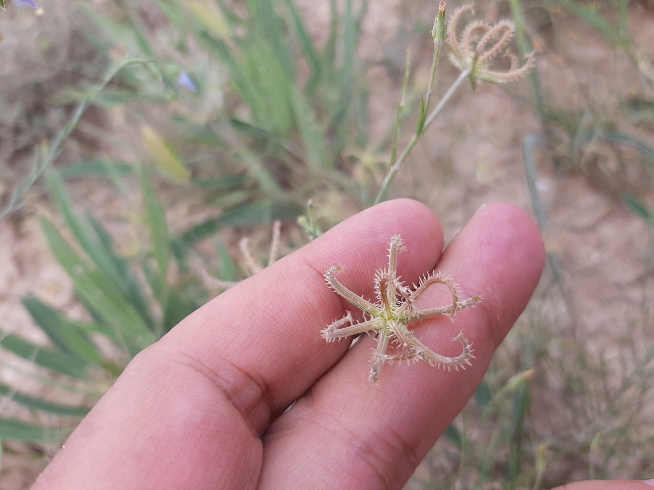 Koelpinia linearis