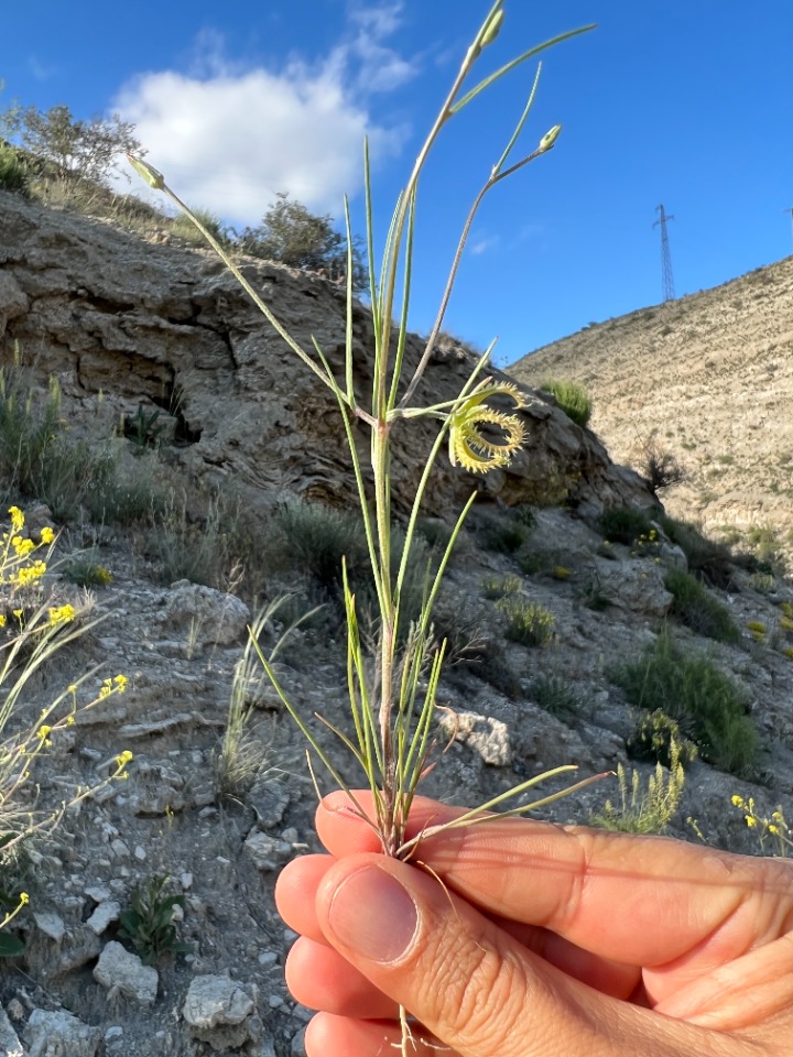 Koelpinia linearis