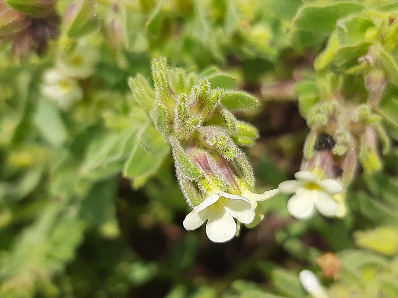 Alkanna orientalis var. leucantha