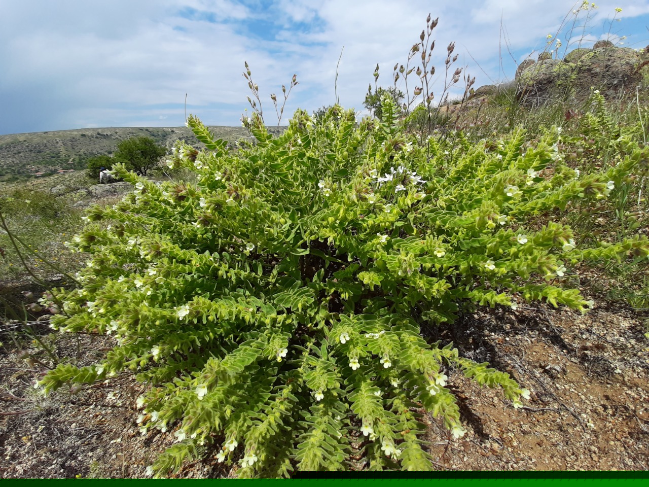 Alkanna orientalis var. leucantha