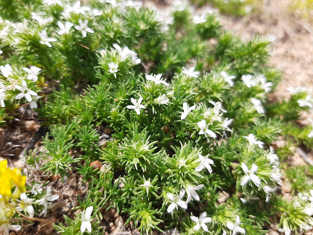 Bolanthus minuartioides