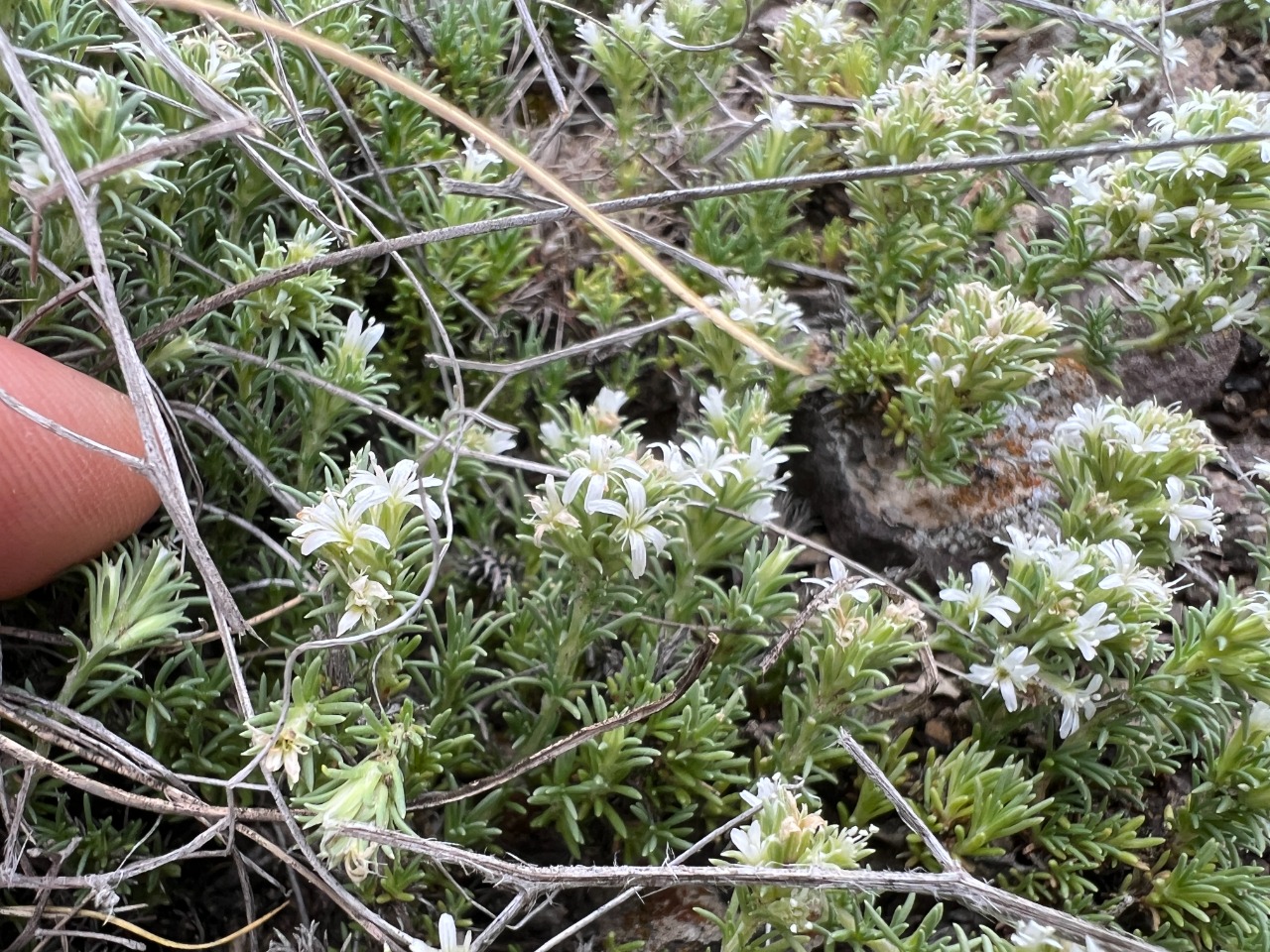 Bolanthus minuartioides