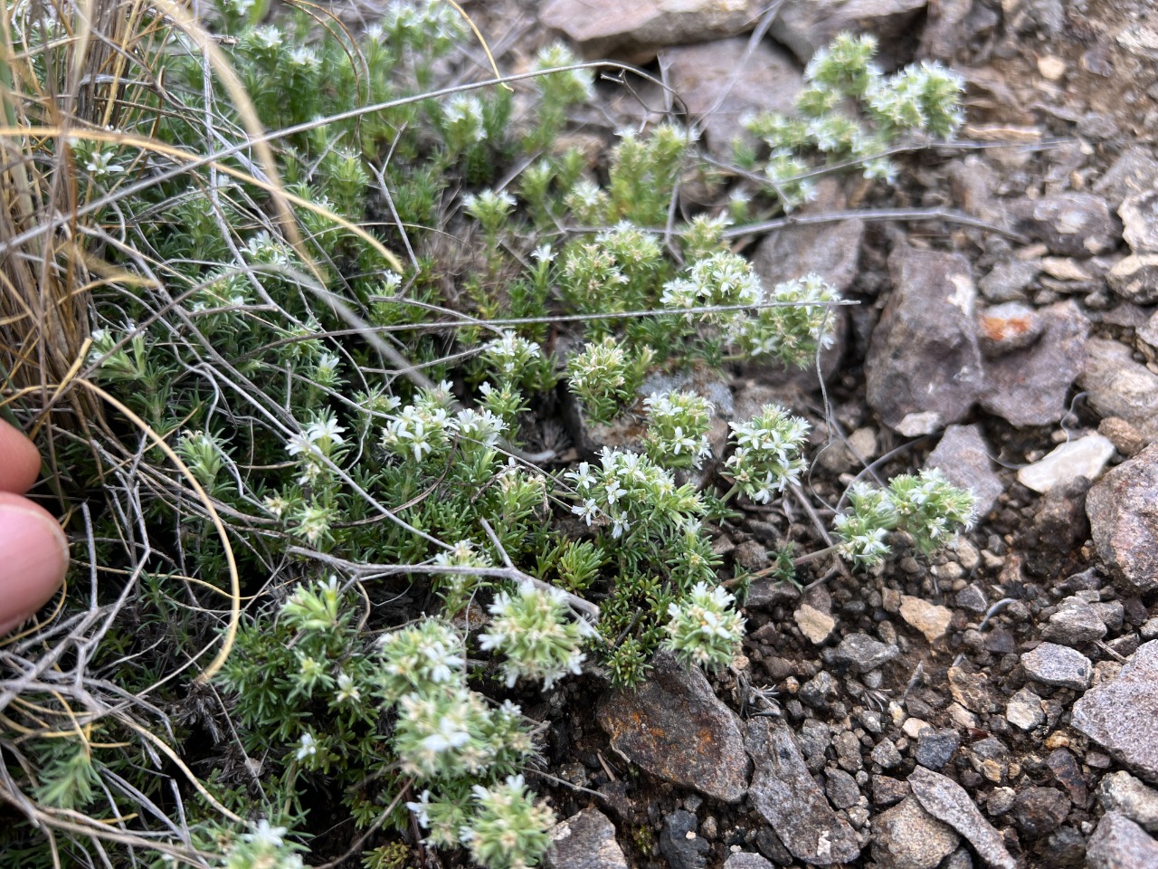 Bolanthus minuartioides