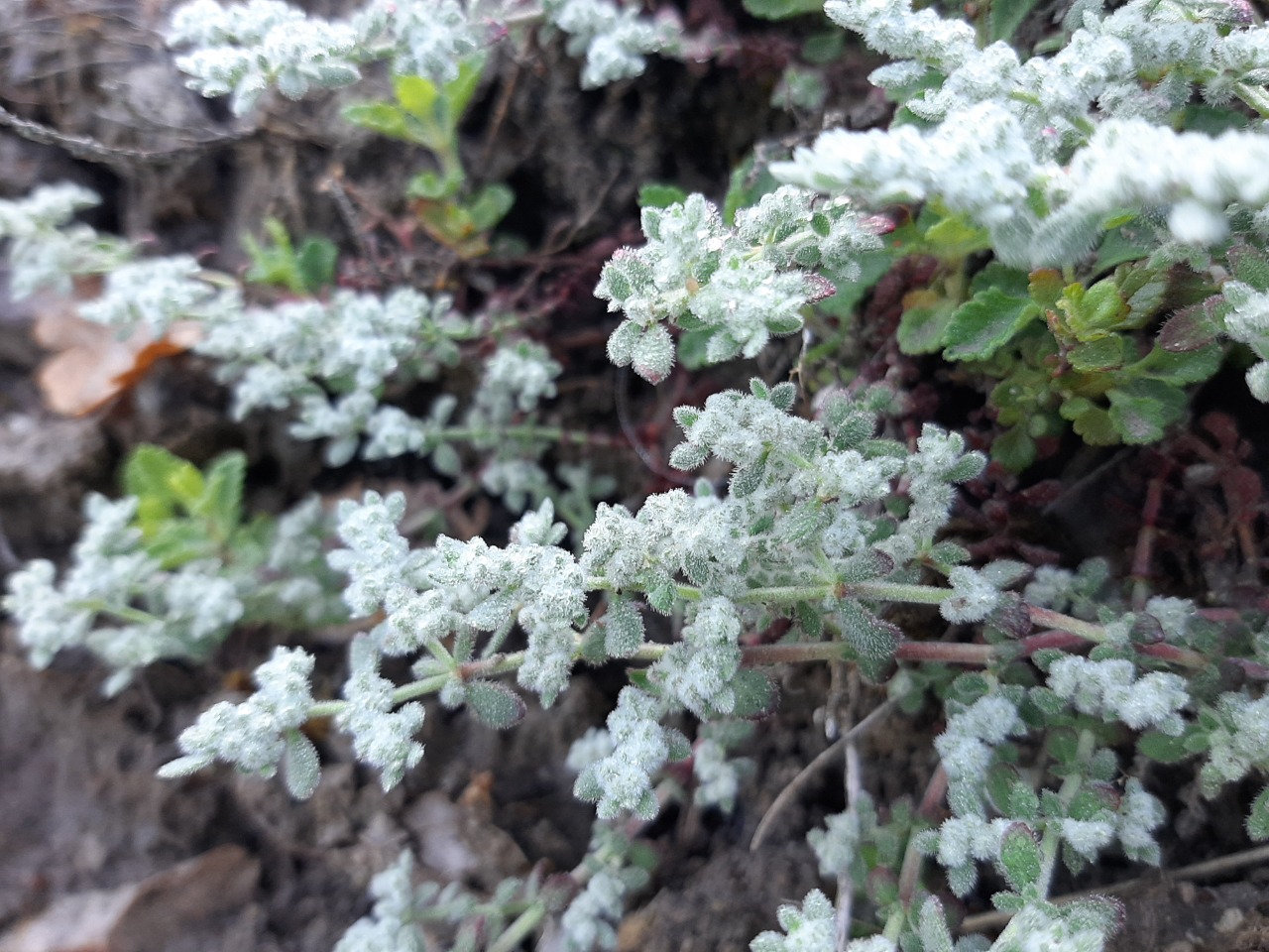 Herniaria incana