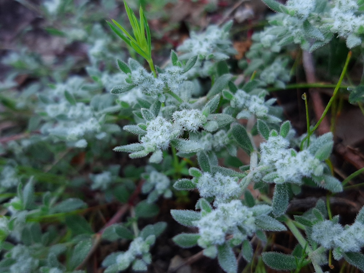 Herniaria incana