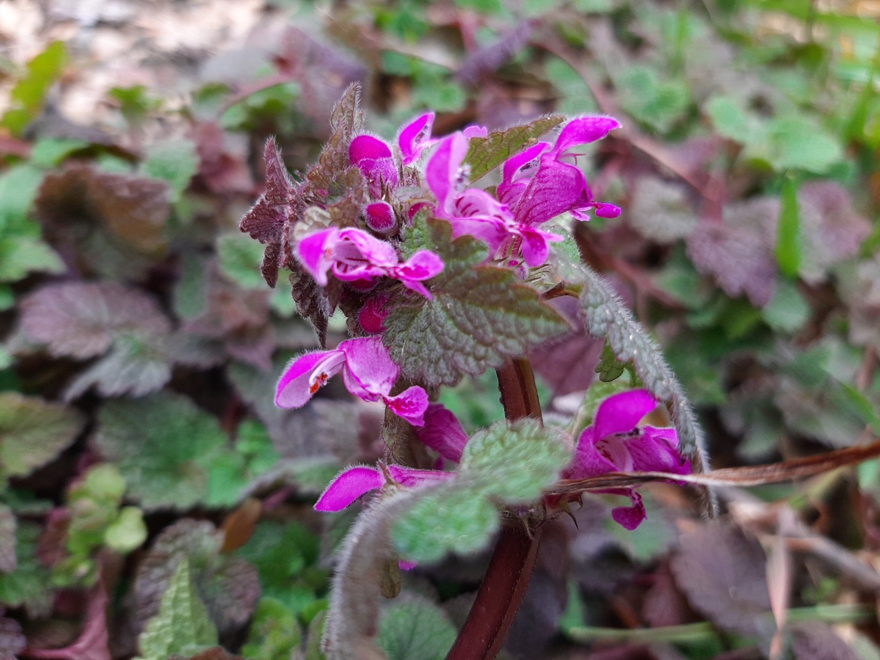 Lamium purpureum