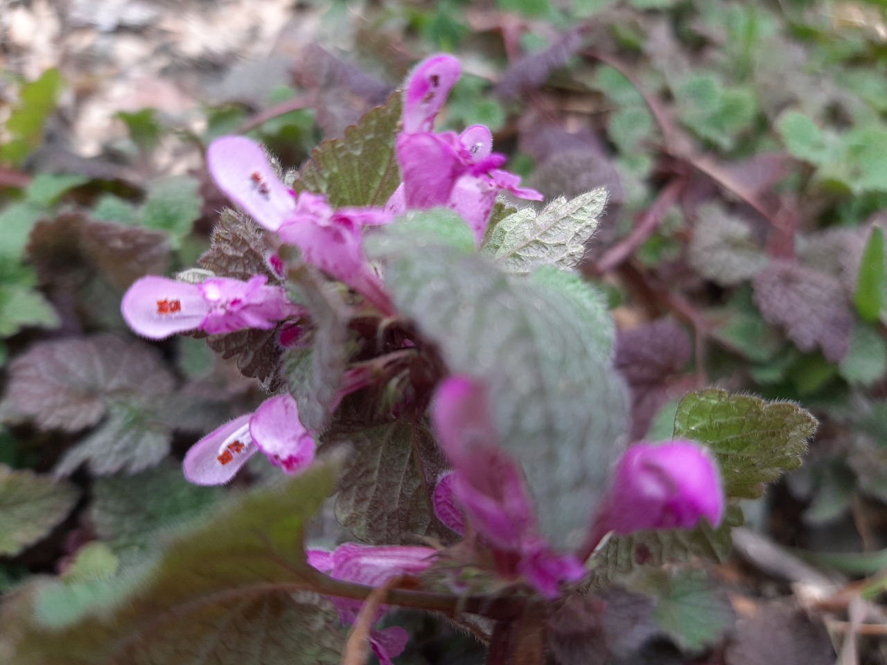 Lamium purpureum