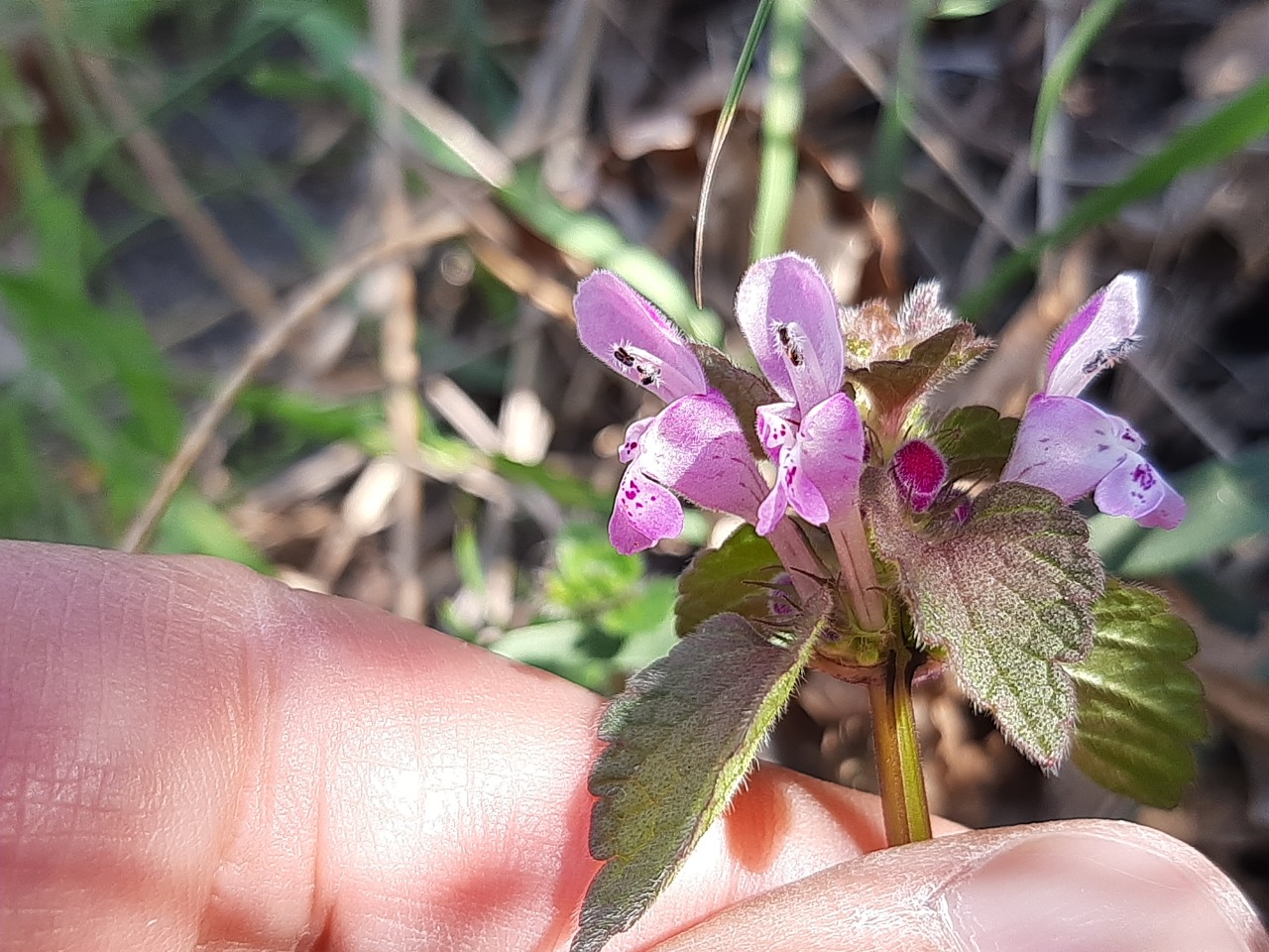 Lamium purpureum