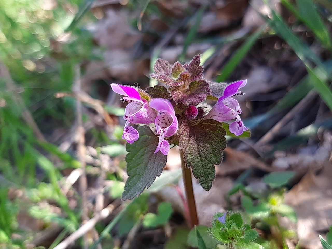 Lamium purpureum