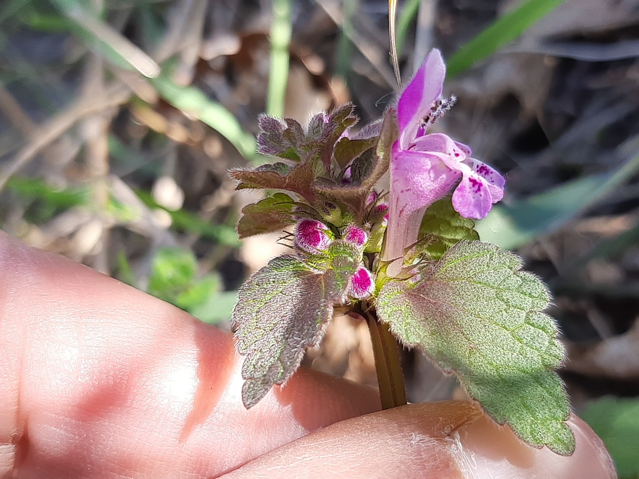 Lamium purpureum