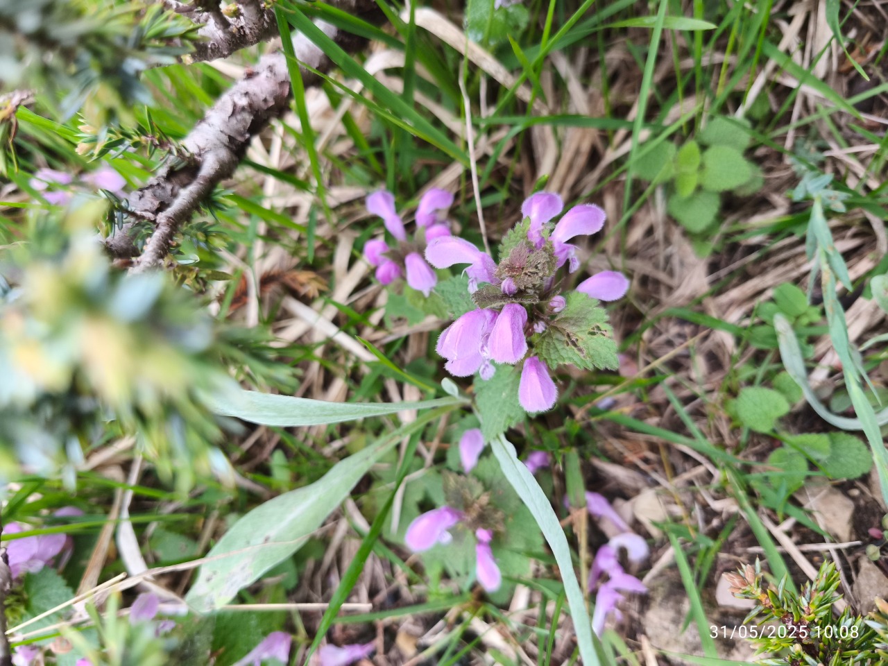 Lamium purpureum