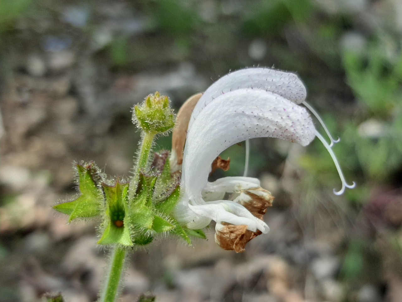 Salvia argentea