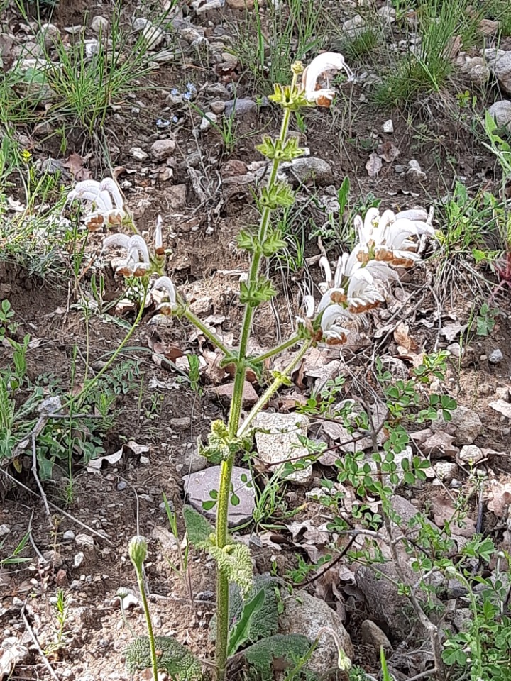 Salvia argentea