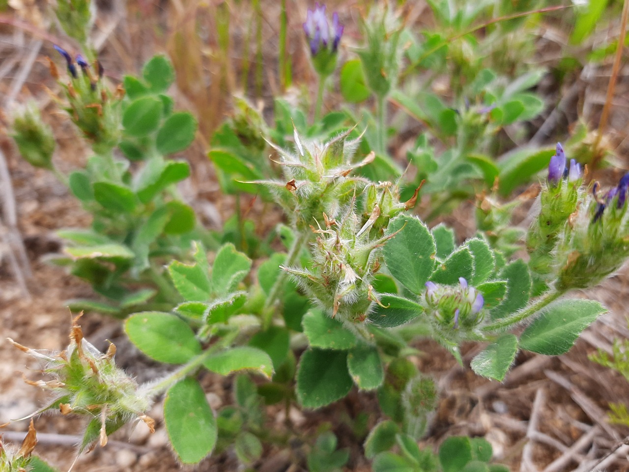 Trigonella coerulescens