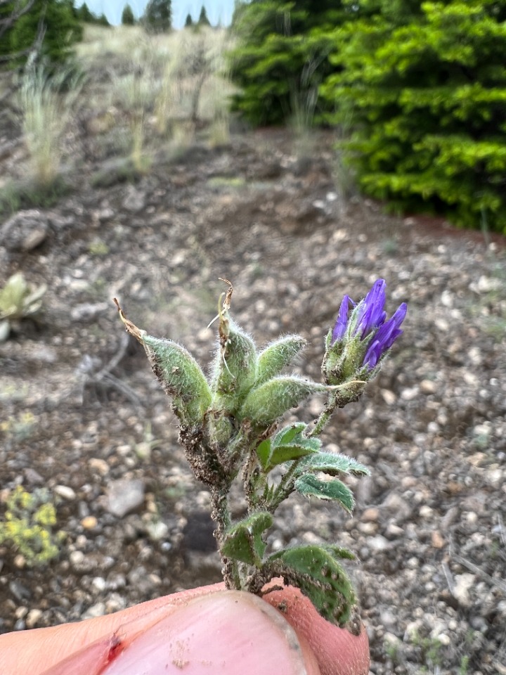 Trigonella coerulescens