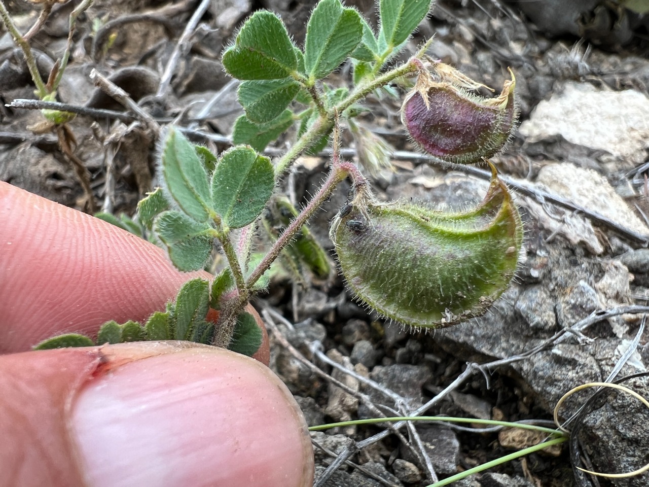 Medicago biflora