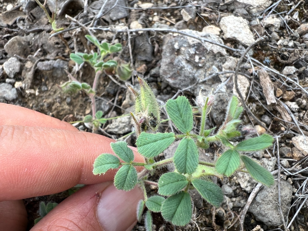 Medicago biflora