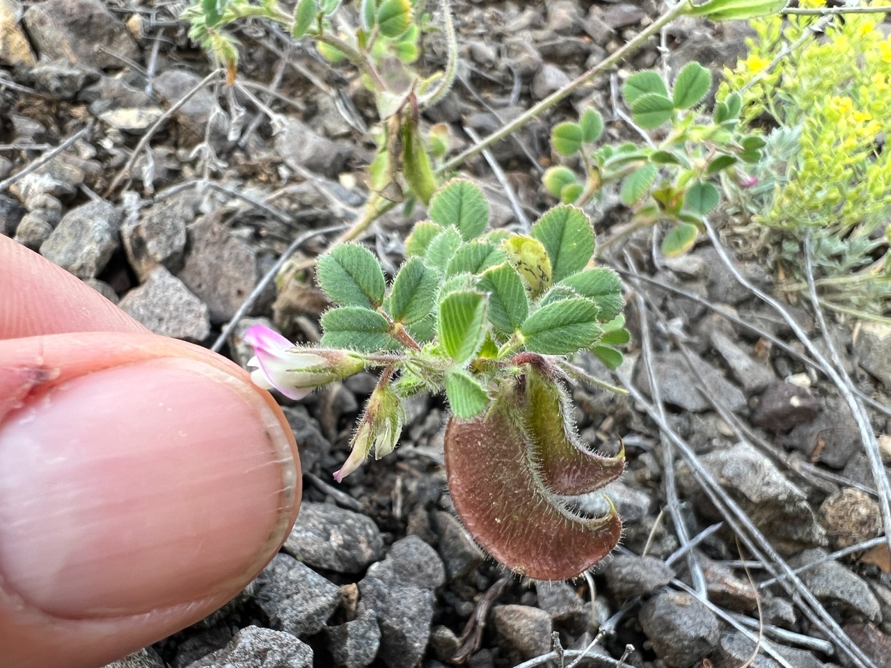 Medicago biflora