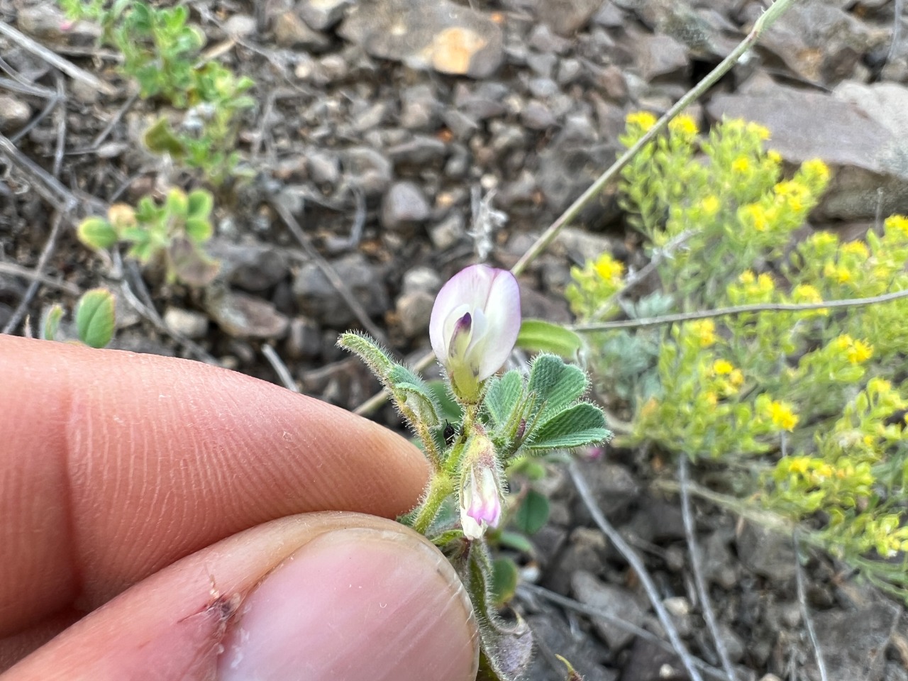 Medicago biflora