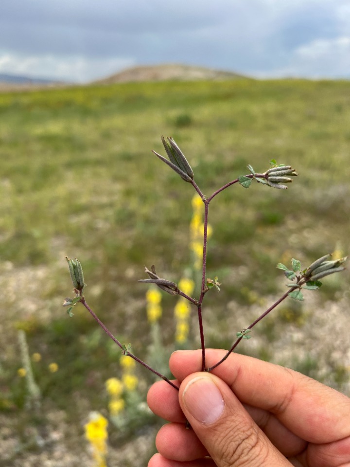 Medicago crassipes