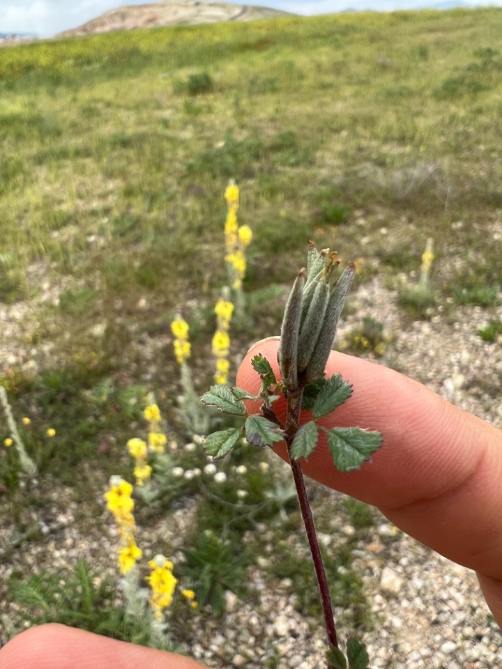 Medicago crassipes