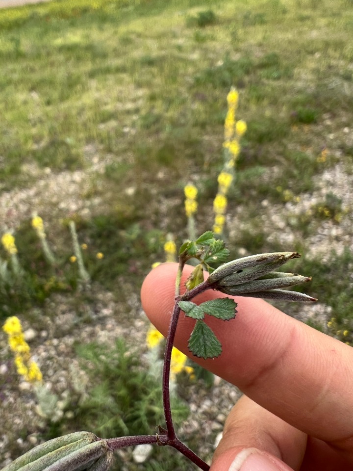 Medicago crassipes