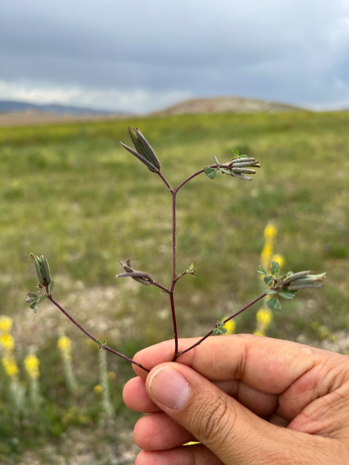 Medicago crassipes