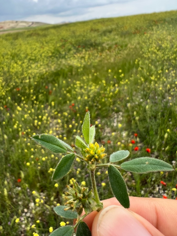 Medicago brachycarpa