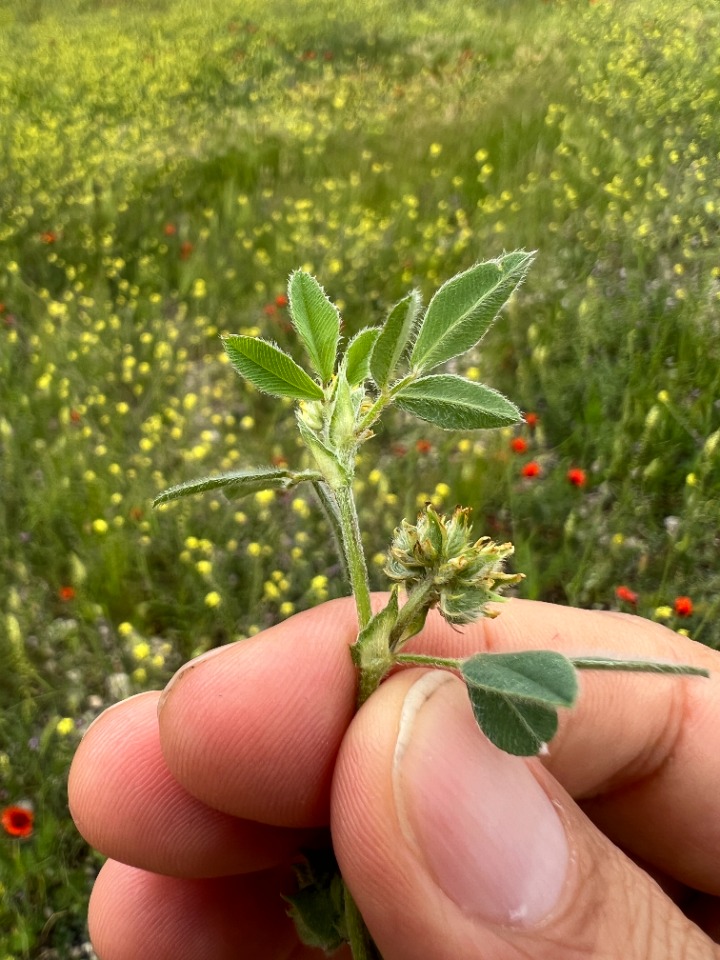 Medicago brachycarpa