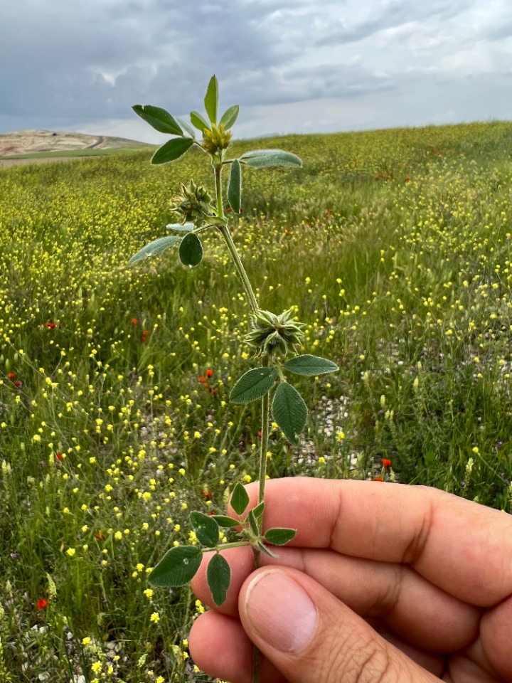 Medicago brachycarpa