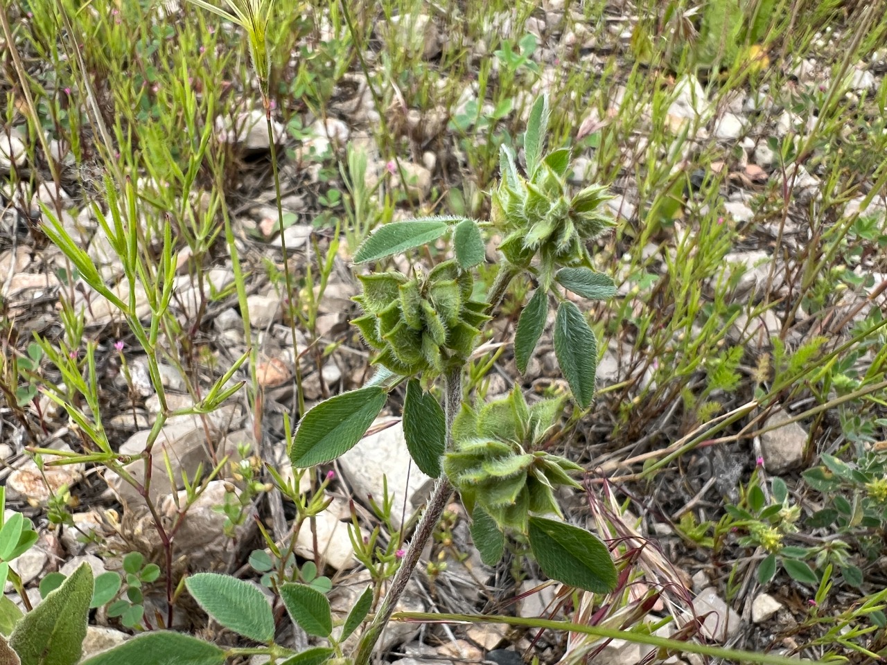 Medicago brachycarpa