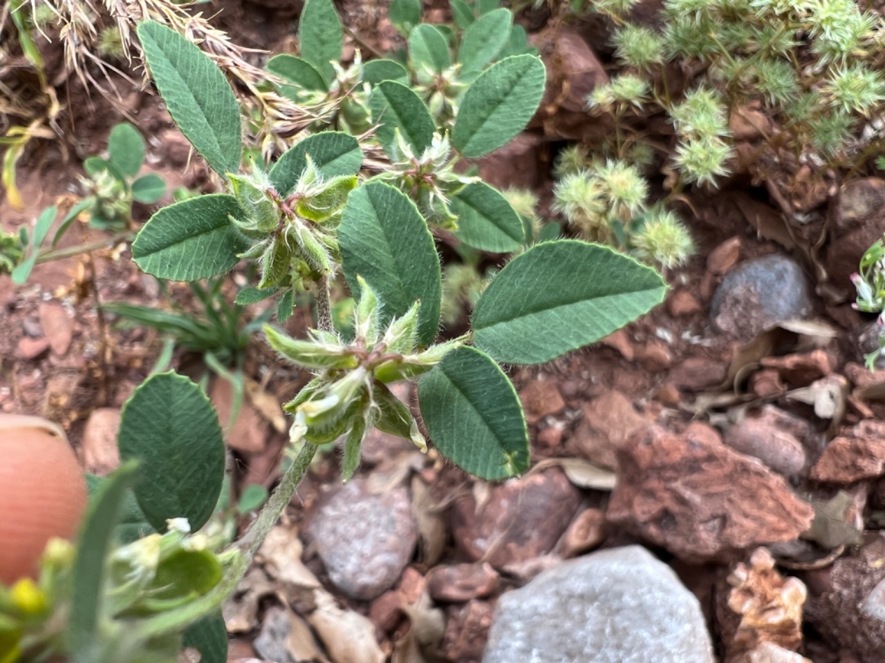 Medicago brachycarpa