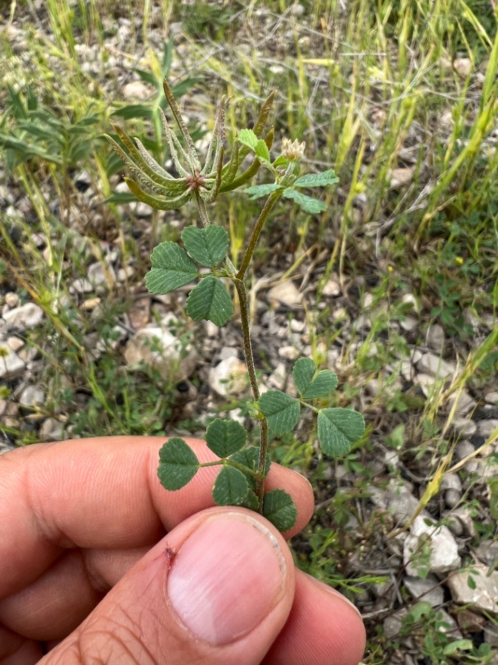 Medicago monspeliaca