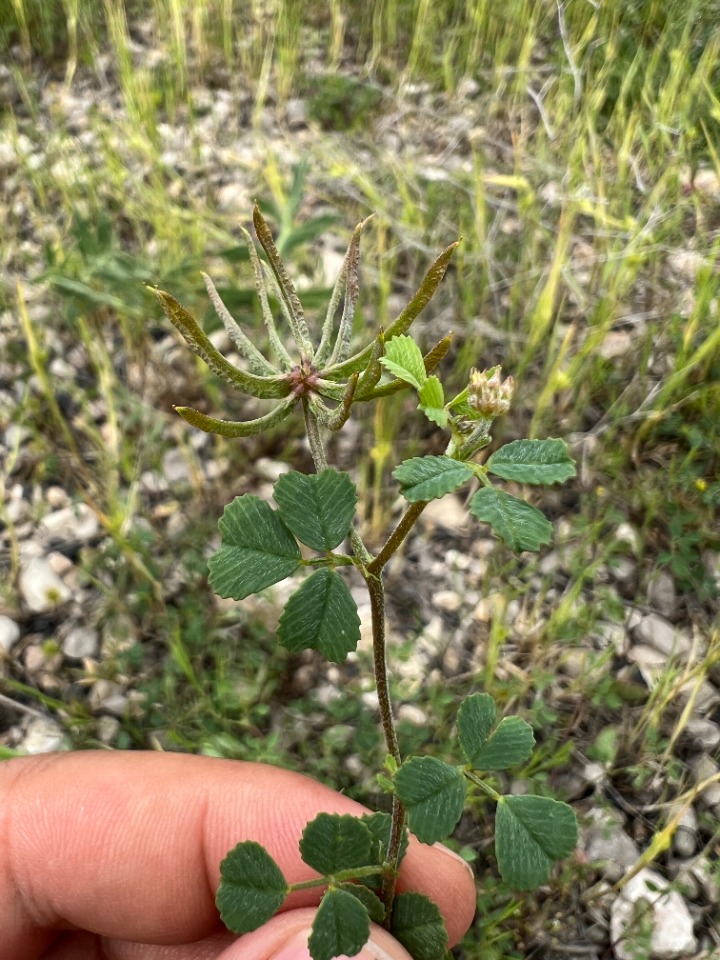 Medicago monspeliaca