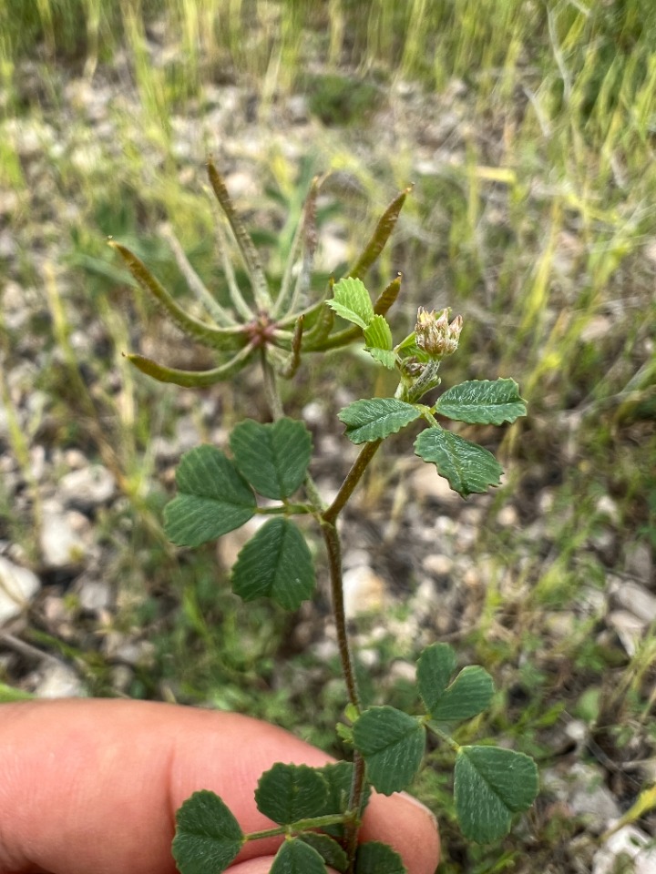 Medicago monspeliaca