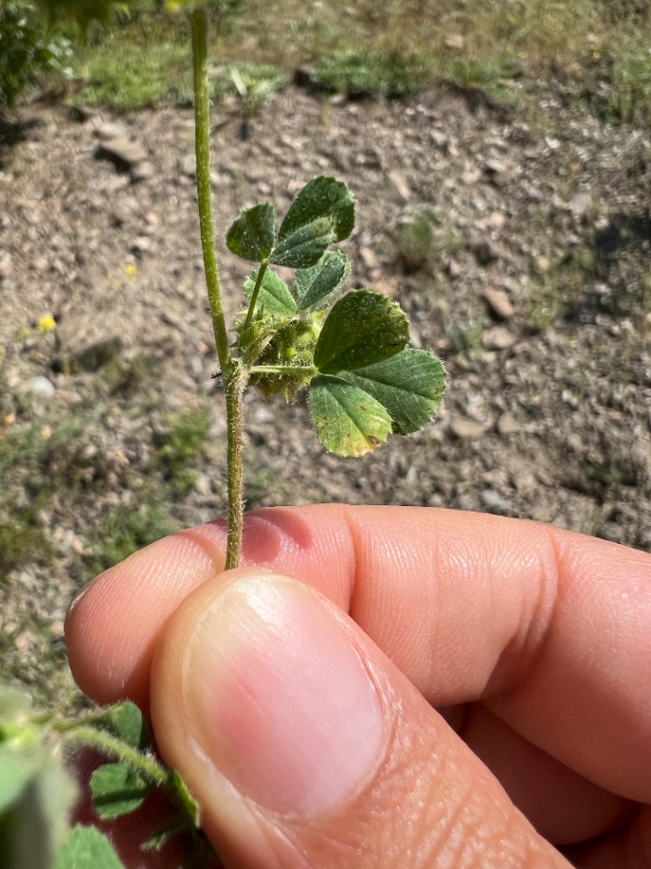 Medicago rigidula