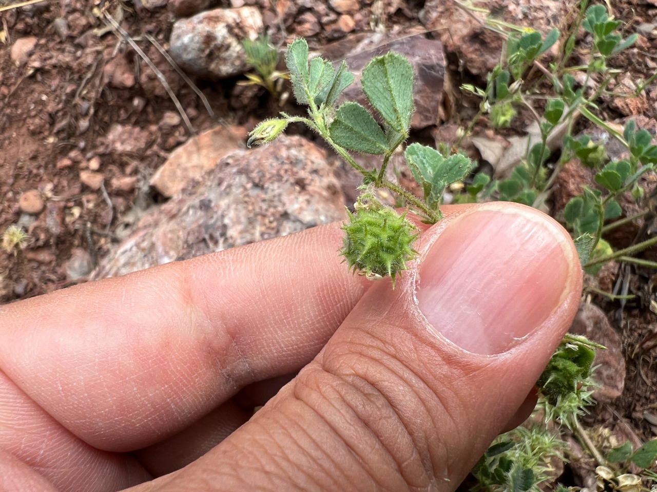 Medicago rigidula