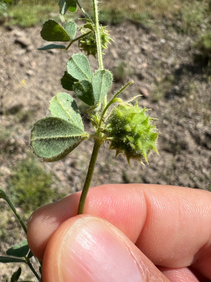 Medicago rigidula