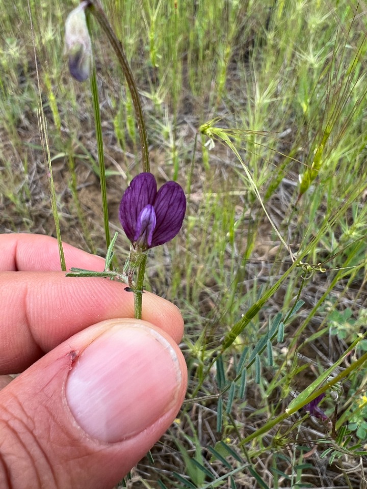 Vicia peregrina