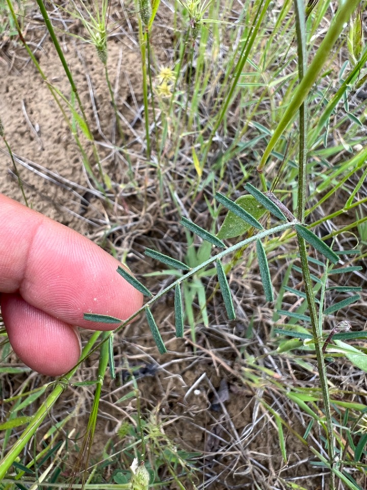 Vicia peregrina