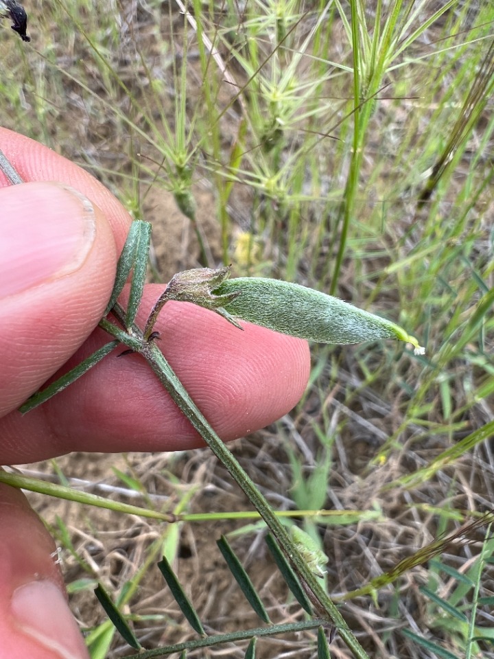 Vicia peregrina