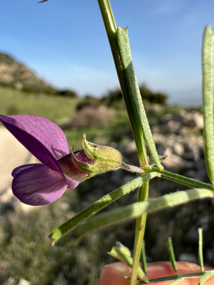 Vicia peregrina