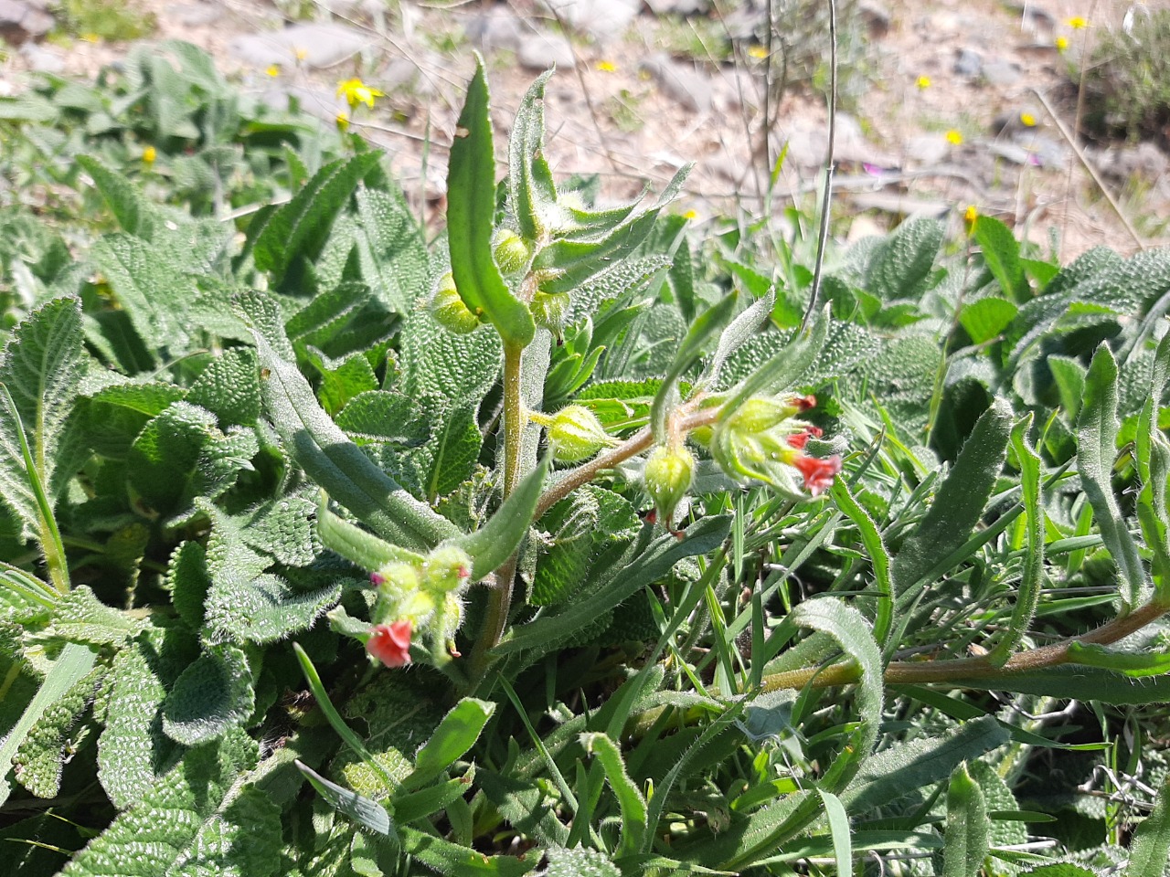 Nonea caspica
