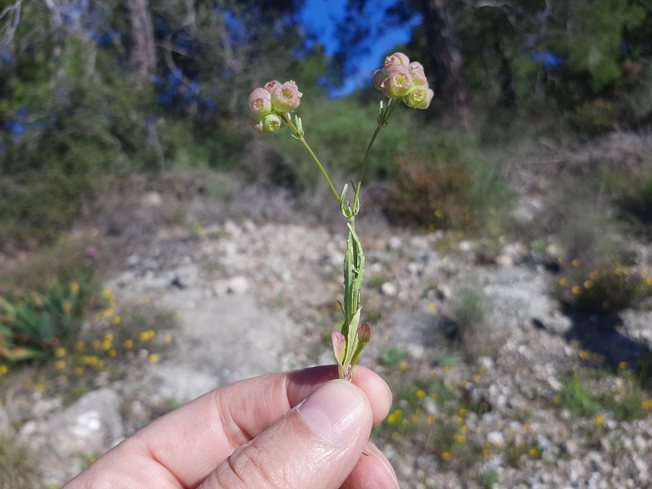 Valerianella vesicaria