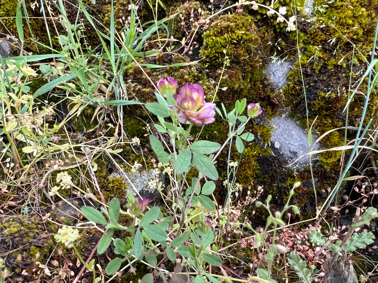 Trifolium grandiflorum