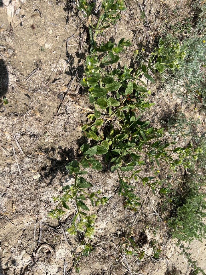 Nepeta congesta