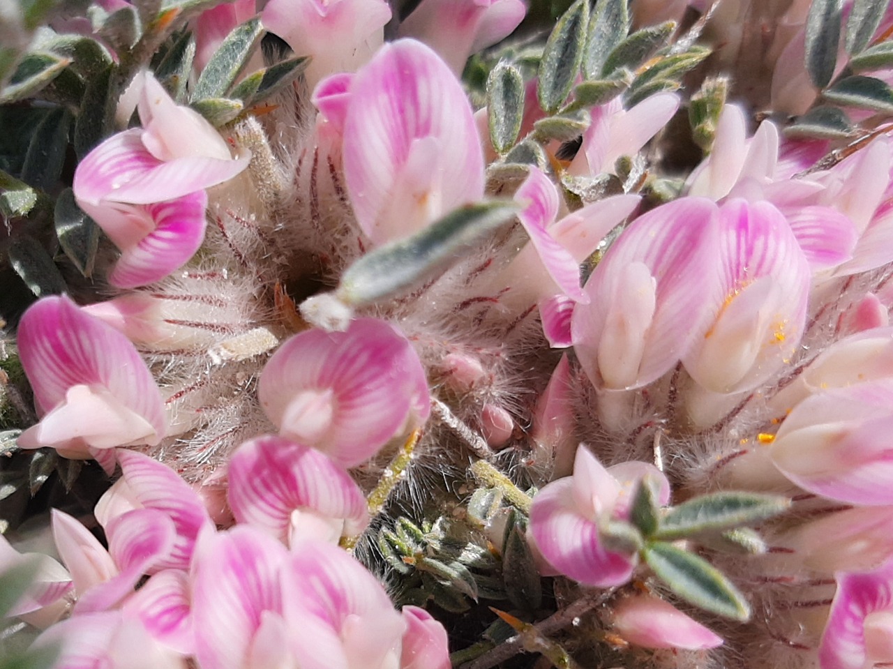 Astragalus prusianus