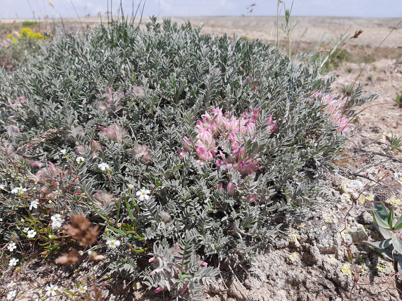 Astragalus prusianus