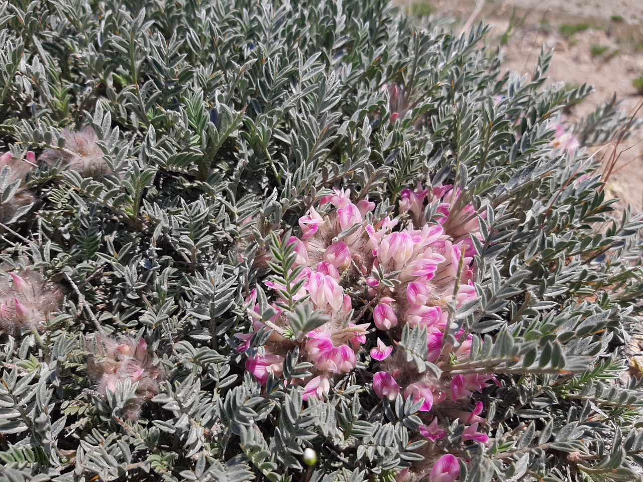 Astragalus prusianus