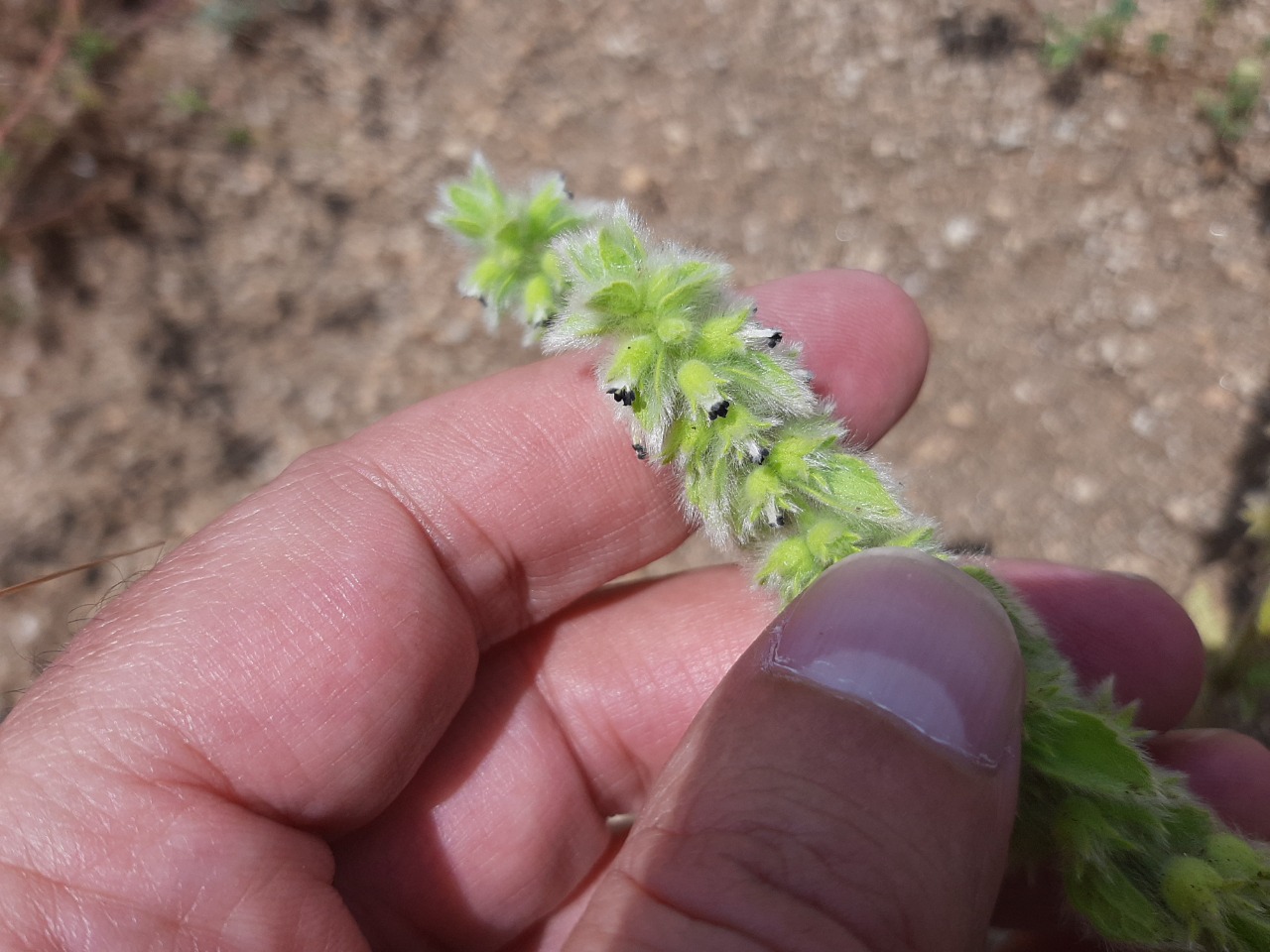 Sideritis lanata